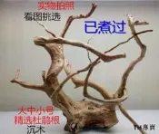 已煮 杜鵑根沉木 莫斯樹爬寵箱擺件 草缸造景 魚缸裝飾