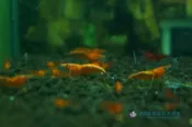 [AB水族生技工作室] 彩色米蝦 血腥瑪麗 Neocaridina sp. 觀賞蝦