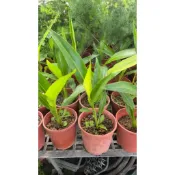 卉迎園藝 旅人蕉苗 6吋盆 觀景植物 單價250元