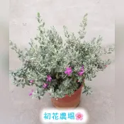 初花農場2店|紅花玉芙蓉|3寸盆/6寸盆|室外植物｜觀花植物|