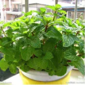 薄荷種子大全 四季種植 超低價  食用薄荷 貓薄荷 四季種植易活種孑室內驅蚊小盆栽貓薄荷種子花種籽子