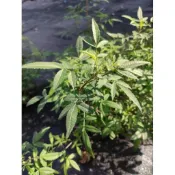 芳香萬壽菊精油，純露