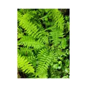 (店+)苔鑽🍀 縮羽金星蕨  1株（約3～4根）/蕨類植物/蕨類小品/觀葉植物/迷你盆栽