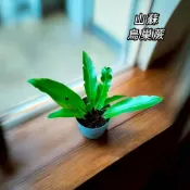 【尼拜約草本植栽所】山蘇 苗 盆栽 可食用 鳥巢蕨 觀葉植物 小品盆栽 庭院盆栽 蕨類植物 上板 台灣山蘇