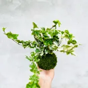 七分田  浪漫系 天使之翼常春藤苔球
