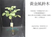 心栽花坊-黃金風鈴木/3吋/綠籬植物/觀花植物/行道樹植物/售價45特價40