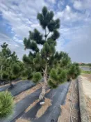 【盛宏園藝】三河黑松︱庭園黑松︱造型日本黑松E606 ︱頭徑10~25公分︱高度200公分~500公分 (請自取)
