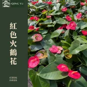 【青嶼】紅色火鶴花｜紅掌 花燭｜經典紅花觀葉植物｜室內盆栽｜開幕喬遷送禮｜居家辦公室綠植