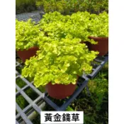 霏霏園藝黃金錢草一棵特價180元
