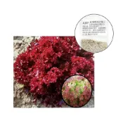 (店+)【蔬菜之家】A107.紅珊瑚萵苣種子0.65克(約700顆) Lollo Rossa 不結球萵苣 葉形皺曲呈紫色