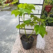 醉芙蓉（重瓣）4.5寸盆