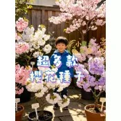 現貨隔日達 日本矮櫻種子 盆栽櫻花籽 八重櫻 富士櫻 吉野櫻 山櫻花 四季可種 陽台庭院 花苗種子 矮化品種多年生觀賞