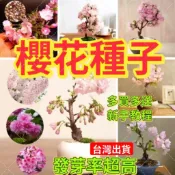 💥💥櫻花種子 耐寒耐熱 易養活花卉種子 陽台庭院綠植 觀賞花卉 盆栽種植 多買多送 不發芽可退款 超高發芽率