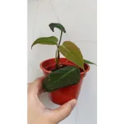 【GH • 綠藝亂流】黑金蔓綠絨（觀葉植物、3寸盆）
