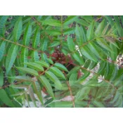花田里_香草水果苗(*香椿*)--葉片可做香料~樹幹直立 5吋盆