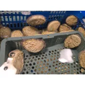 {東區鮮生}南非鮑魚(約90-110g/白鮑)