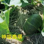 神喵農場 大栗子南瓜種子12顆$35