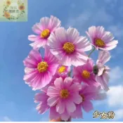 現貨+隔日達 波斯菊種子（150粒） 四季開花不斷 波斯菊 格桑花種子 野花組合耐寒耐病易養活 室內庭院觀賞 花卉