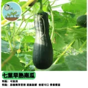 七葉早生南瓜種子 栗子南瓜 日本南瓜 東洋南瓜 家庭菜園種子 果肉香甜綿密 陽台盆栽可種 蔬菜種子