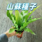 台灣現貨【山蘇種子】鳥巢蕨種子 室內觀葉植物 耐陰好養 淨化空氣 陽台盆栽 蕨類種子 易栽培 辦公室綠化  新手易種植