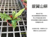心栽花坊-銀翼山蘇/洗衣板山蘇/3吋/蕨類/綠化植物/室內植物/觀葉植物/蕨類/售價70特價60