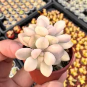 達摩姬秋麗錦/1吋盆🌸Q萌多多肉🌸｜生日·婚禮小物｜療癒小品｜植株組盆…