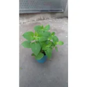 茂豐~盆栽   蜂香薄荷   bee balm   管蜂香草    三吋$50   五吋$140
