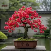 新品盆栽櫻花種子 濃香型 矮化盆栽櫻花 四季開花 室內外好養易活 粉紅櫻花 四季種子