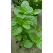 茂豐~英國薄荷  English  Mint   三吋盆栽$50   五吋$135