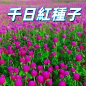 【 千日紅種子】 圓仔花種子 百日紅 火球花 台灣現貨 易種植 開花持久 陽台盆栽 高發芽率 送禮自用 新手易種植