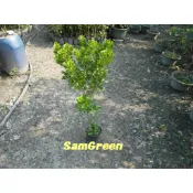 【samgreen♥️樹蘭🌸】3吋膠盆/芳香植栽/花香圍牆