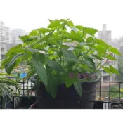 【萌田種子~】T14 荊芥(貓薄荷)種子0.8公克(約1000粒) 多年生草本植物~