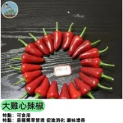 （快速出貨）🥬大雞心辣椒種子(巨辣)小果長約2.5cm 泡椒種子四季春秋庭院多產Pepper盆栽蔬菜種子