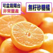 無籽砂糖橘苗🟡快速產果盆栽🟡〈急速24出貨〉 砂糖橘 橘子 樹苗 果苗 矮化果樹 矮生盆栽 矮化盆栽 水果苗 水果盆栽