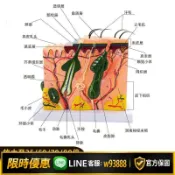 幸福時光館 {可打統編 保固一年}立體皮膚組織結構放大模型層次人體構造分層解剖模具美容整形毛發