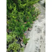 華燕園藝-黑金剛羅漢松6寸盆（一件限購2棵）