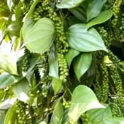 🥬（胡椒種子）當年新種 白胡椒木種子 黑胡椒木種子 多年生高產 四季春播食用香料種籽 小院陽台農田種植