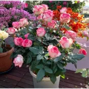 今年最新花苗【玫瑰花苗】稀有玫瑰花苗 玫瑰花種苗 室內外陽台庭院四季種植開花盆栽觀賞花卉 多年生