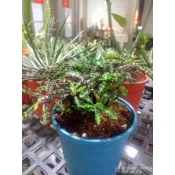多肉植物 皺葉麒麟 一物一拍