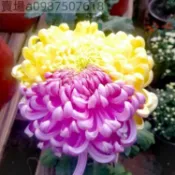 隔日到貨⚡13款金絲皇菊種子（50粒）四季種植  四季開花子 盆栽可食用泡茶室內外陽台好養耐寒耐熱七彩絢麗觀賞花卉種子