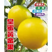 皇蜜黃金果嫁接苗 黃金果 一年四季都會開花，能隨著需求調整產期