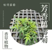 植得｜芳香萬壽菊｜多年生草本香草植物