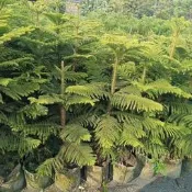 百果種苗園（南洋杉）綠化植物圍籬