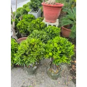 霏霏園藝羅漢松球形盆景盆栽植物一棵特價2600元