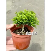 《花鄉園藝》達摩七里香、極細葉七里香、3寸