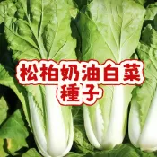 【正宗台灣松柏白菜種子】奶油白菜 當季現貨 家庭菜園 陽台盆栽 易種好養 快速收成  播種簡易好發芽