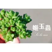 【姬玉蟲】（群生） 1吋盆 | Sa La Ma多肉植物|百合科|十二卷屬  | 療癒植物