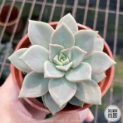 3吋盆【銀紅蓮】多肉植物|多肉|療癒小物| 組盆|［Xuan肉園］