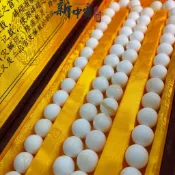 新中寶【現貨】20mm 南海硨磲 108顆念珠｜霧面原質 1.35kg ｜白皙質感 有機寶石 藝術收藏 實品拍攝
