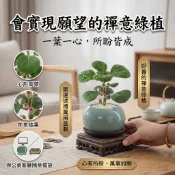 台灣現貨 🚀小盼菩提盆栽 菩提樹盆栽 禪意招財好養植物盆栽 耐陰好養 心形綠葉 原盆原土出貨 辦公室禪意擺件 觀葉植物